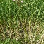 Butomus umbellatus habit picture by Tomaž Jančar (cc-by-sa)