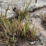 Carex pichinchensis leaf picture by Fabien Anthelme (cc-by-sa)