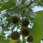 Platanus racemosa fruit picture by Mariela Taylor (cc-by-sa)