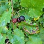 Vitis rotundifolia fruit picture by steve byrne (cc-by-sa)