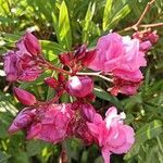 Nerium oleander flower picture by Alexandra Fessard (cc-by-sa)