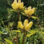 Gentiana punctata flower picture by Valérie Willems (cc-by-sa)