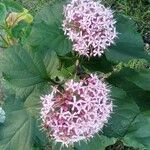 Clerodendrum bungei flower picture by Shannon Hrib-Murillo (cc-by-sa)