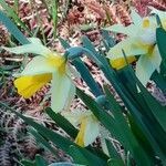 Narcissus bicolor flower picture by Babeth Babeth BISCAR (cc-by-sa)