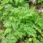 Dicentra formosa habit picture by Kate.Elliott KElliott (cc-by-sa)