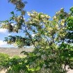 Robinia pseudoacacia habit picture by Añesca (cc-by-sa)