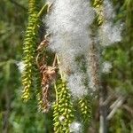 Salix humboldtiana fruit picture by Trap Hers (cc-by-sa)