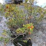 Lonicera pyrenaica habit picture by grutz (cc-by-sa)