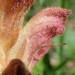 Orobanche teucrii leaf picture by Yoan MARTIN (cc-by-sa)