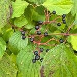 Cornus sanguinea fruit picture by Jacques Zuber (cc-by-sa)