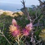 Ptilostemon hispanicus flower picture by Jorge (cc-by-sa)