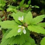 Cardamine diphylla flower picture by Michael Cleary (cc-by-sa)