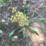 Bupleurum rigidum flower picture by stefaan hoste (cc-by-sa)