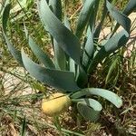 Sternbergia clusiana fruit picture by Rina Jeger (cc-by-sa)