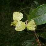 Carolus sinemariensis fruit picture by Nelson Zamora Villalobos (cc-by-nc)