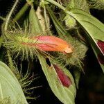 Columnea sanguinolenta flower picture by Nelson Zamora Villalobos (cc-by-nc)