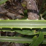 Bromelia pinguin leaf picture by Nelson Zamora Villalobos (cc-by-nc)