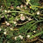 Cuscuta planiflora habit picture by Rossen Vassilev (cc-by-sa)