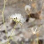 Crepis pulchra fruit picture by Udo Herkommer (cc-by-sa)