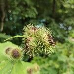 Arctium nemorosum fruit picture by M B (cc-by-sa)