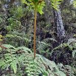 Odontosoria aculeata habit picture by Trap Hers (cc-by-sa)