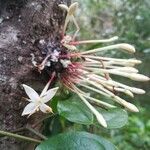 Ixora cauliflora flower picture by Coordination Endemia (cc-by-sa)