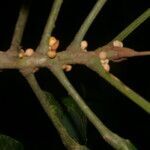 Carpotroche platyptera fruit picture by Nelson Zamora Villalobos (cc-by-nc)