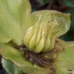 Helleborus niger fruit picture by Uta Groger (cc-by-sa)