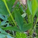 Trifolium alpinum leaf picture by Denis Bastianelli (cc-by-sa)