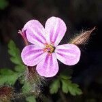 Geranium robertianum flower picture by Jiří Voříšek (cc-by-sa)