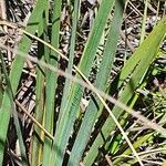 Aristea abyssinica leaf picture by susan brown (cc-by-sa)