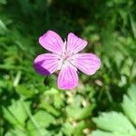 Geranium palustre flower picture by Александр Александр (cc-by-sa)