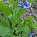 Mertensia virginica leaf picture by Anthony Godoy (cc-by-sa)