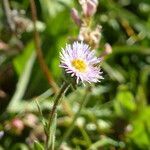 Erigeron alpinus habit picture by francois tissot (cc-by-sa)