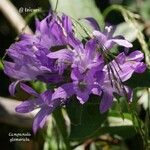 Campanula glomerata flower picture by César Gonzalez (cc-by-sa)