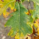 Quercus pyrenaica leaf picture by García Aaron (cc-by-sa)