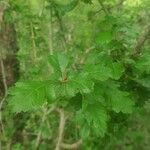 Crataegus laevigata leaf picture by Philippe CABROL (cc-by-sa)