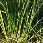 Carex vulpinoidea leaf picture by Pascal René de Cotret (cc-by-sa)