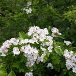 Crataegus monogyna flower picture by Dominique Chaigne (cc-by-sa)