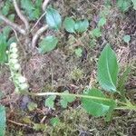 Orthilia secunda habit picture by Denis Bastianelli (cc-by-sa)