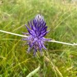 Phyteuma betonicifolium flower picture by nico rizzi (cc-by-sa)