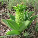 Eucomis autumnalis flower picture by Herwig Mees (cc-by-sa)