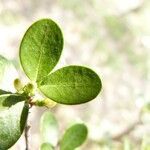 Fernelia buxifolia leaf picture by B. Reynaud (cc-by-sa)