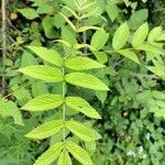 Rubus niveus leaf picture by Kamthenlal Dimngel (cc-by-sa)