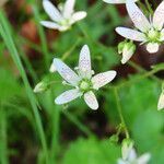 Saxifraga rotundifolia flower picture by Emanuele Santarelli (cc-by-sa)