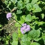 Ageratum houstonianum flower picture by Fabian Scholz (cc-by-sa)