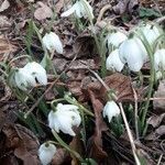 Galanthus nivalis habit picture by Kerstin Kerstin (cc-by-sa)