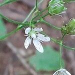 Saxifraga rotundifolia flower picture by Pietro Brignoli (cc-by-sa)