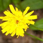 Hieracium laevigatum flower picture by Martin Bishop (cc-by-sa)