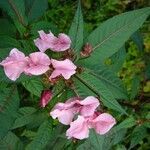 Impatiens glandulifera habit picture by Jean-Louis PASTEUR (cc-by-sa)